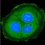 Macrophages (M1 + M2 Markers)