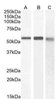 EB06443-T 1