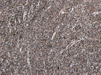 EB07133 1