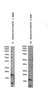 Goat Anti-AIF1/IBA1 isoform 1 and 3 Antibody