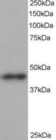 EB06350 1