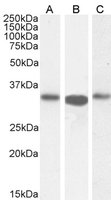 EB05433 1