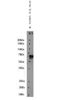 EB12387 2