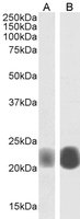 EB06817-T 1