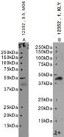 EB12352 1