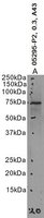 EB05295 1