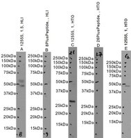 EB12555 2