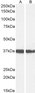 Goat Anti-GAPDH (C Terminus) Loading Control Antibody