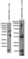 EB06909 1