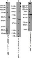 EB07478-T 1