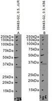 EB09483 2