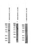 Goat Anti-Smooth muscle alpha-actin Antibody