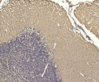 EB05045 1