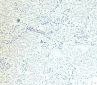 EB09209 4