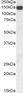 Goat Anti-Thrombospondin Antibody