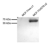 EB10535 1