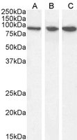 EB06268-T 1