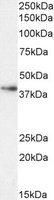 EBL020-ARG1-P1 1