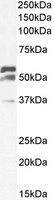 EBL009-TOM1L1-P1 1